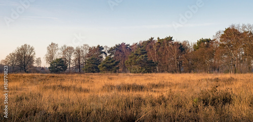 Field with high yellow grass and row of trees. Nature reserve Ne