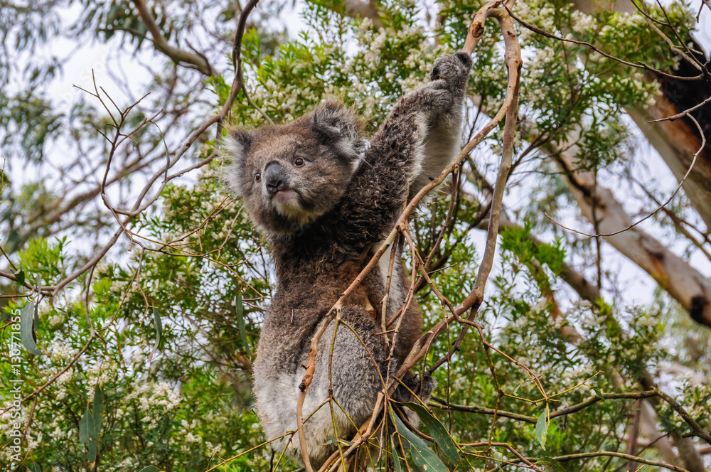 Fototapeta premium Koala watching on the Great Ocean Road, Australia