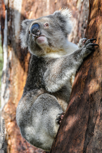 Fototapeta Naklejka Na Ścianę i Meble -  Koala on the Great Ocean Road, Australia