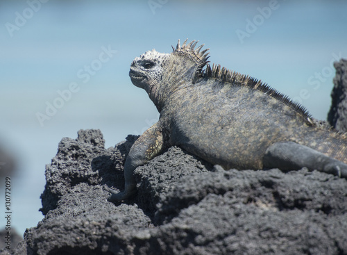 Side View of Marine Iguana, Galapagos © Betty Sederquist