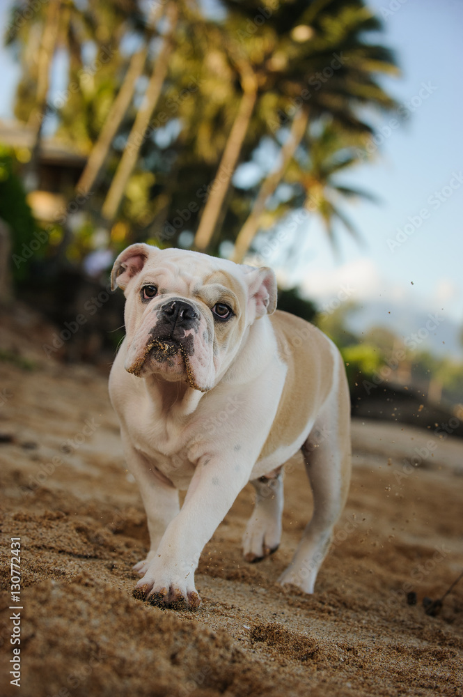 English Bulldog puppy walking along tropical beach