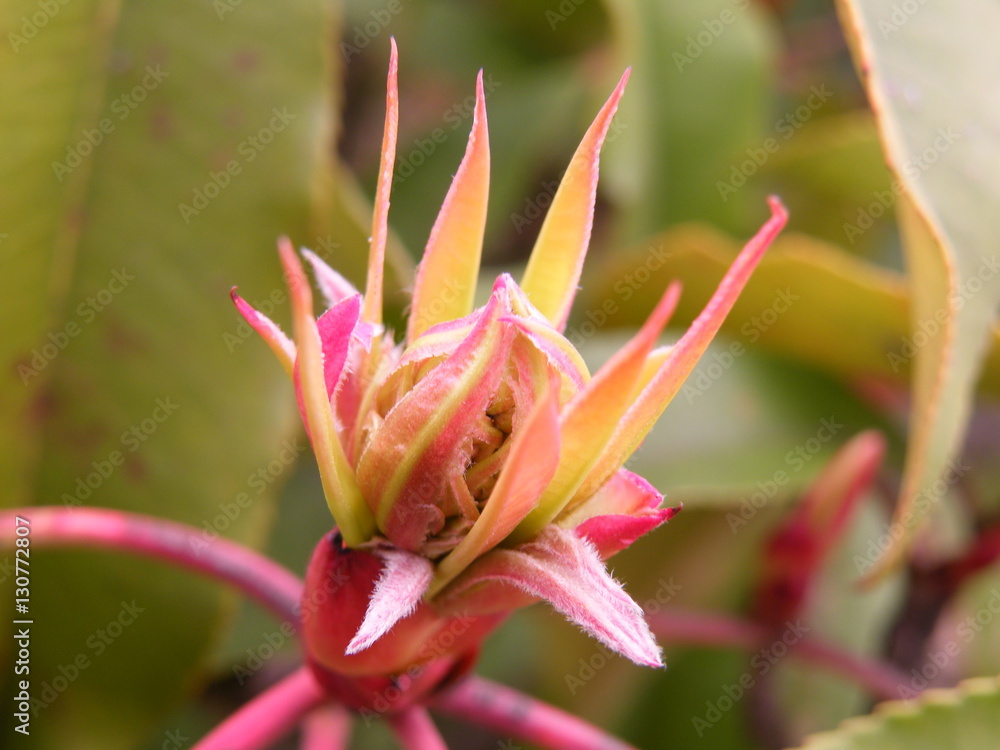 Obraz premium Rose flower from tropical climate.