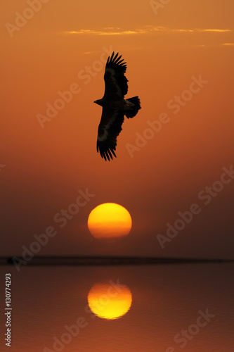 Steppe Eagle (Aquila nipalensis) at sunset