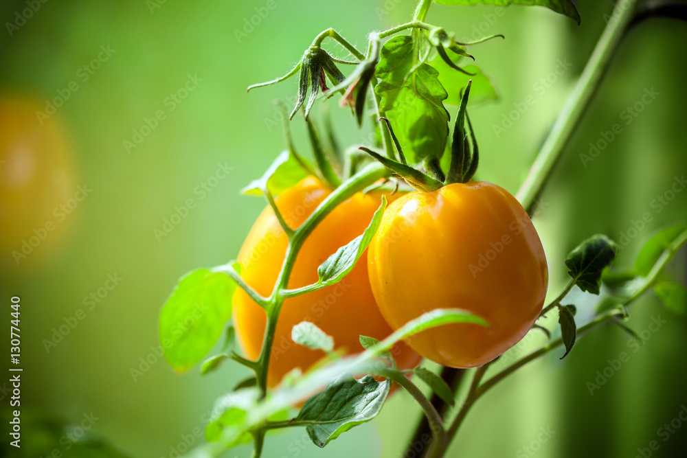 Vegetable garden with plants of yellow tomatoes Vegetable garden with plants of yellow tomatoes