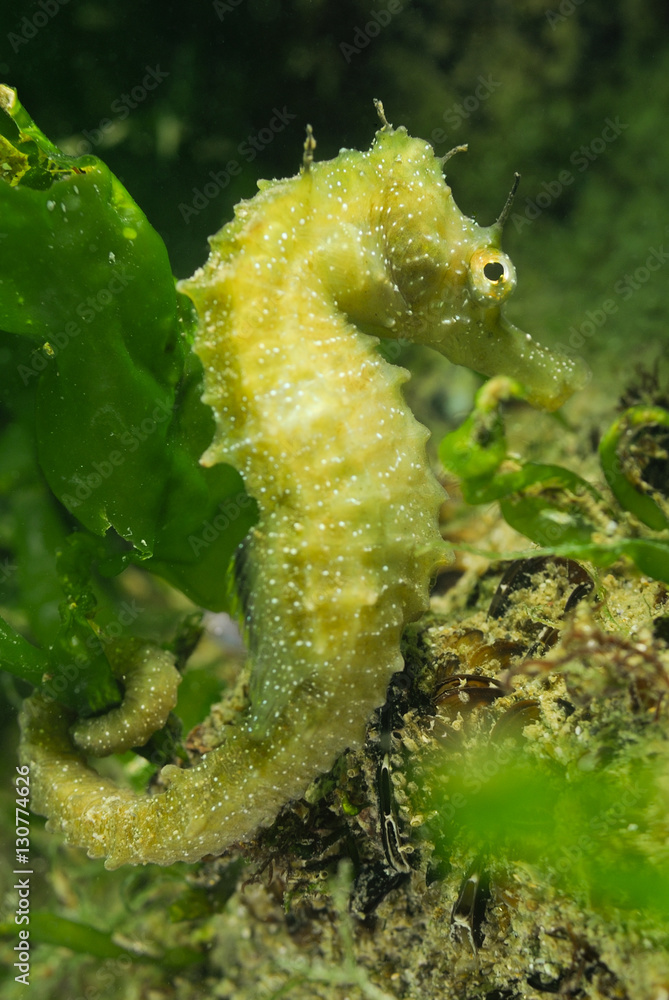 Naklejka premium Common Seahorse