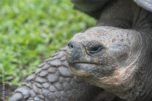 Closeup of Galapagos Tortoise, Galapagos