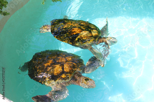 Sea Turtle Mates