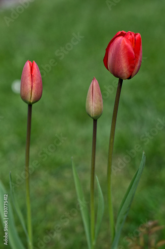 Red tulips on green grass background