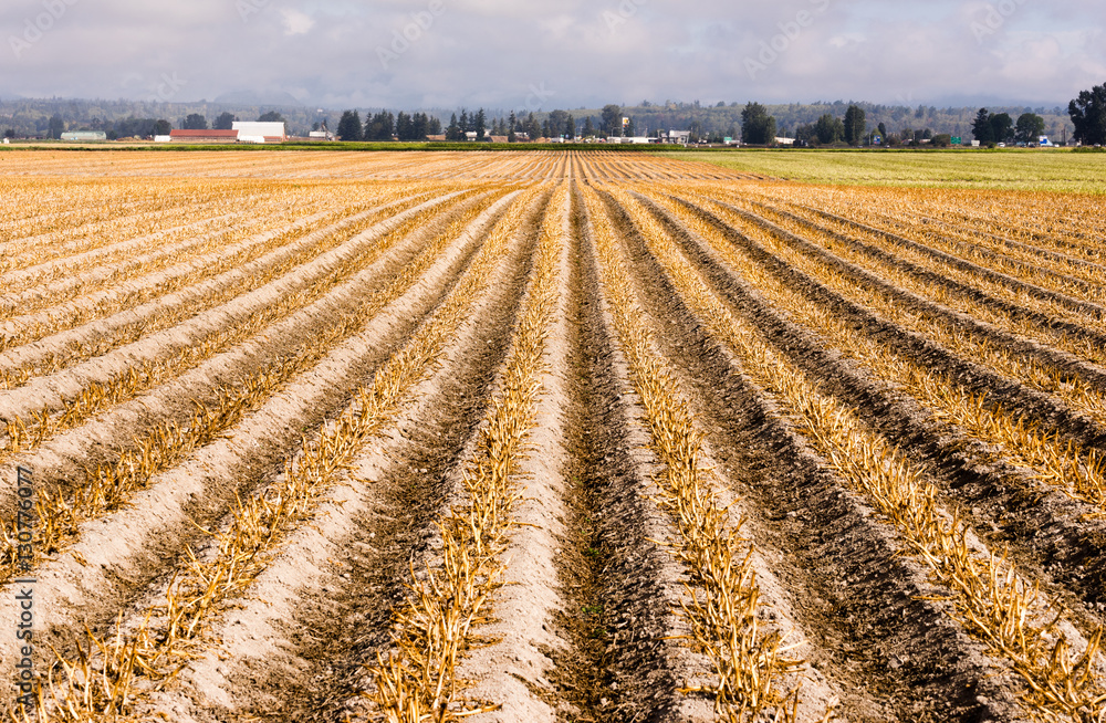 Farm Field Harvested Ready for Plow New Planting Farm Field Harvested Ready for Plow New Planting