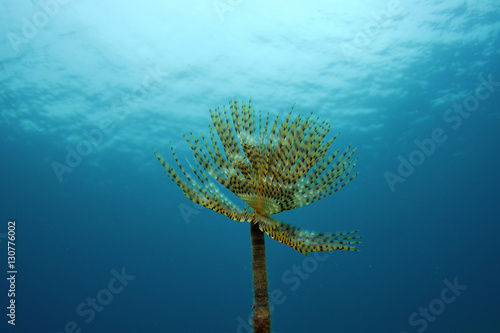 Feather duster worm