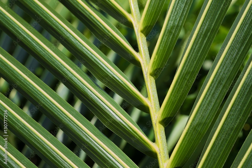 Naklejka premium Palm leaves close up
