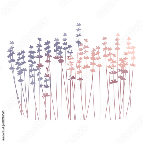 Fototapeta Naklejka Na Ścianę i Meble -  Lavender flower background.