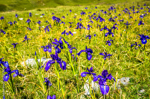 Fototapeta Naklejka Na Ścianę i Meble -  blue flowers field on a mount slope
