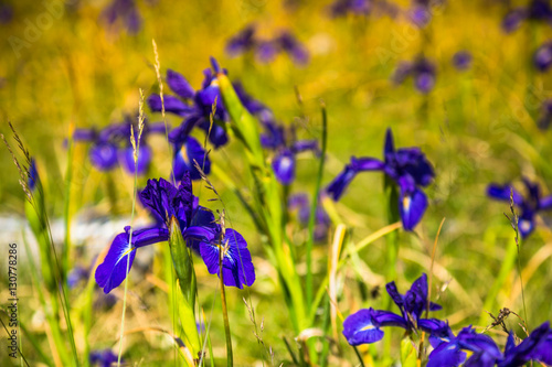 Fototapeta Naklejka Na Ścianę i Meble -  blue flowers field on a mount slope