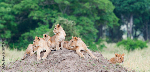 Group of young lions on the hill. The lion (Panthera leo nubica), known as the East African or Massai Lion photo