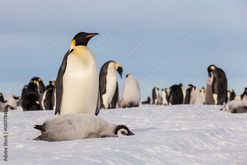 Fototapeta premium Emperor penguin chick laying on ice