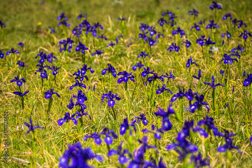 Fototapeta Naklejka Na Ścianę i Meble -  blue flowers field on a mount slope