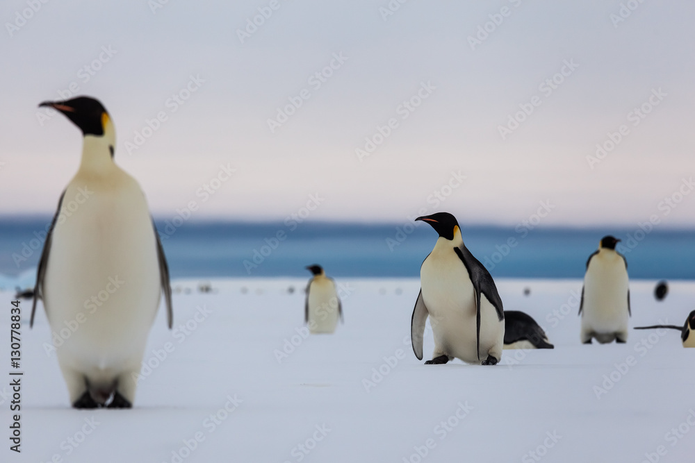 Emperor penguin getting up