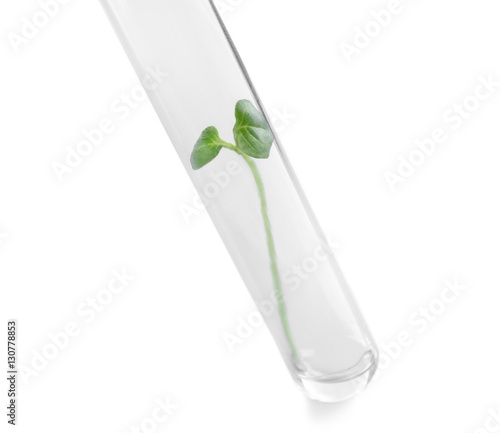 Plant in test tube isolated on white