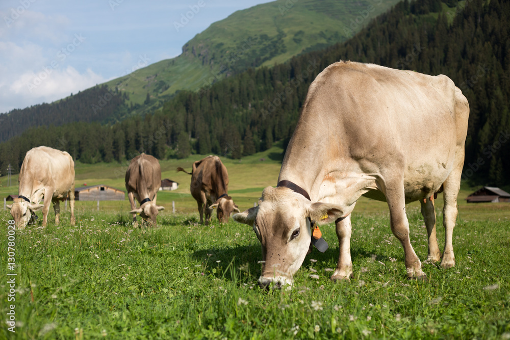 Fototapeta premium Cows grazing on an alpine pasture in high mountains, ringing with their bells