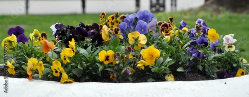 Violet Pansy