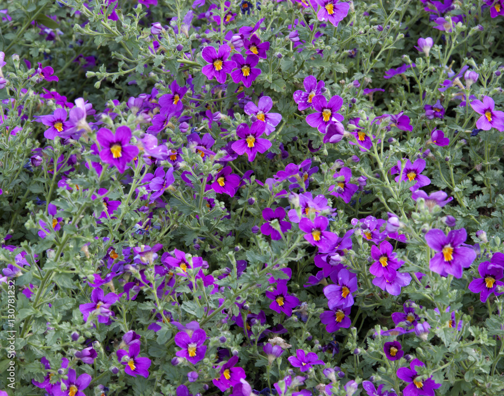 Purple Blossoms Purple Blossoms