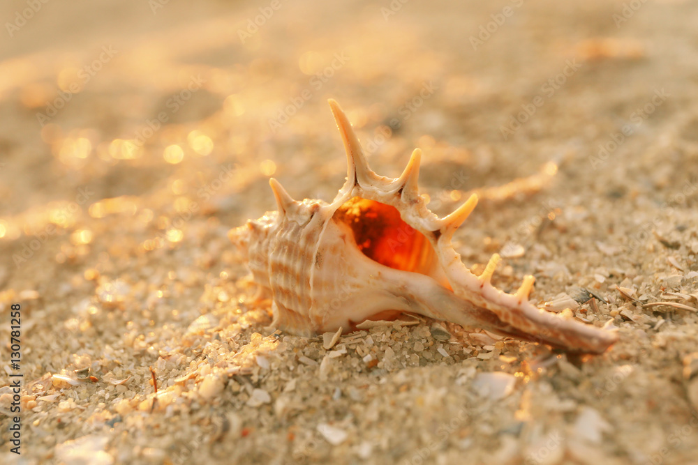 Beautiful shell on sea coast sand, close up view Beautiful shell on sea coast sand, close up view