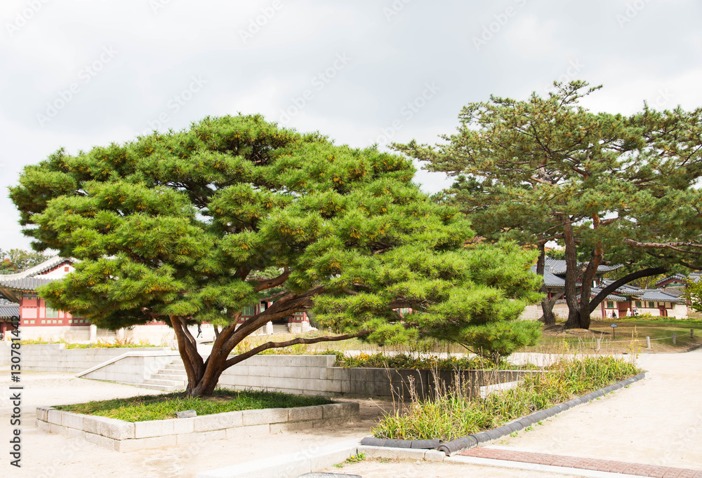 a big tree for tourist to rest in Changgyeonggung Palace, South Korea