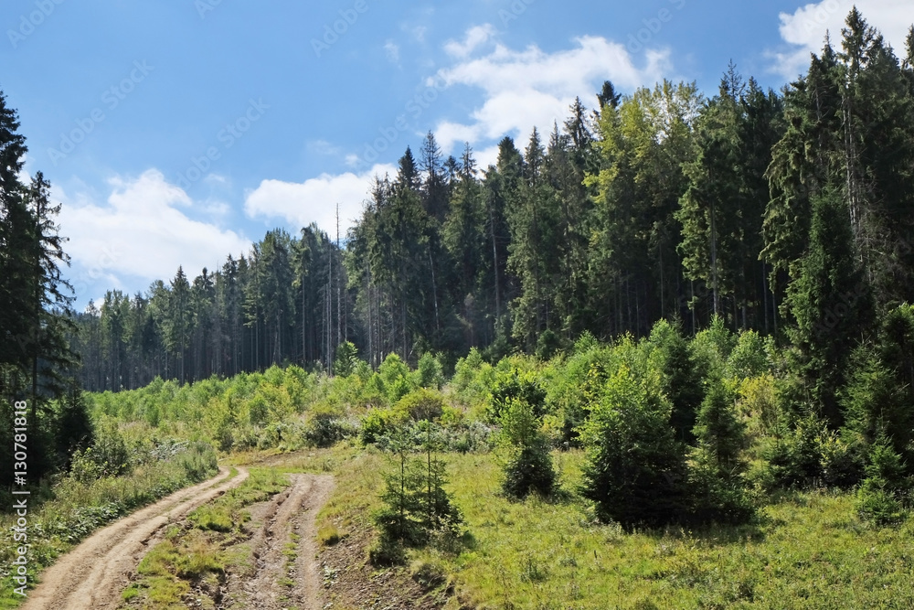View of green wood mountain forest View of green wood mountain forest