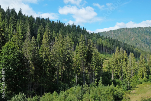 View of green wood mountain forest