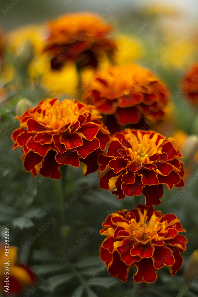 Marigold Marigold