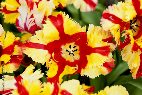 Bodacious yellow and red tulip