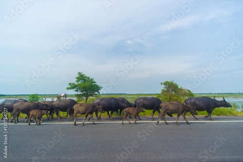  water buffaloes on hightway road.