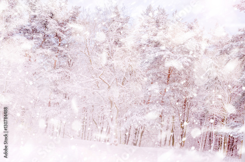 Winter snow magic forest background. 