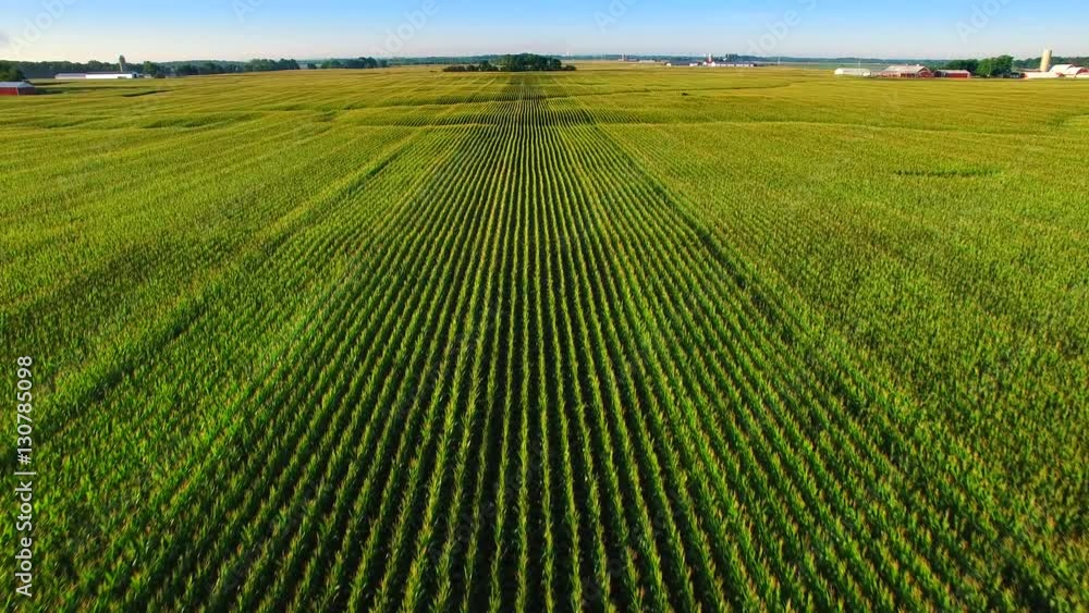 Strikingly beautiful aerial view of mature corn field rows at sunrise