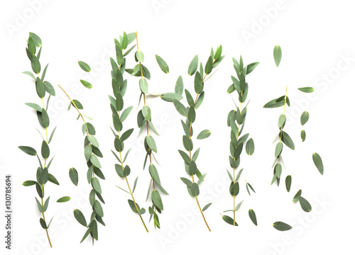 Green eucalyptus branches on white background