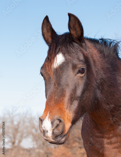 Cute dark bay Arabian horse looking to the left of the viewer with a sweet expression in his eyes
