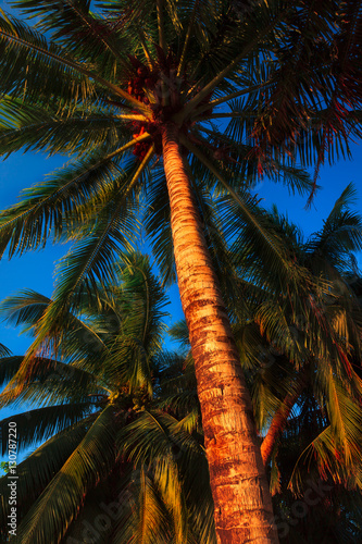 Coconut Palm in Caye Caulker