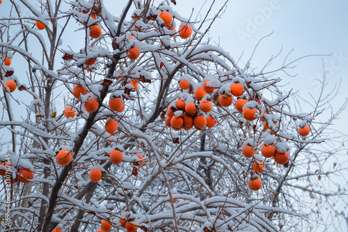 Persimmon tree with fruit on in snow during early winter. photo