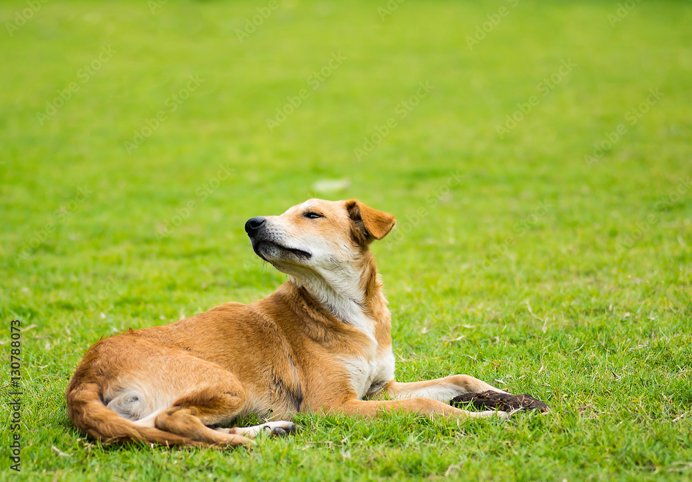 Thai hybrid dog breeds lying on green garden