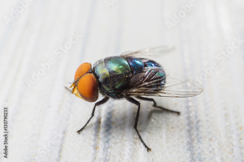 Close up macro of fly insect © lamyai