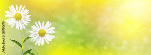 White bright daisy flowers on a background of the summer landsca