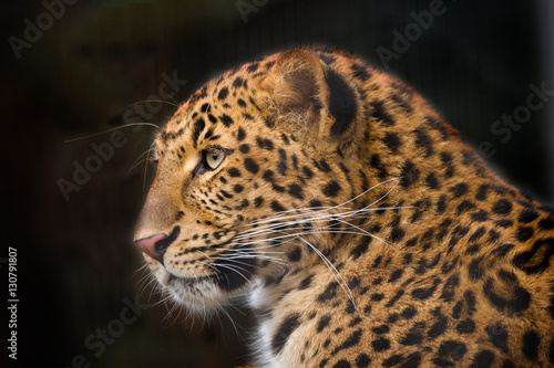 Leopard portrait