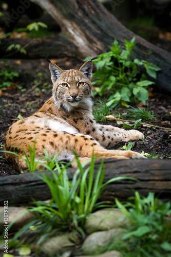 Lynx lying on the ground © Cloudtail