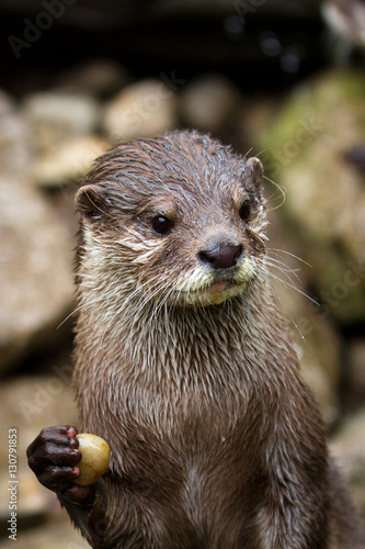 Otter with stone