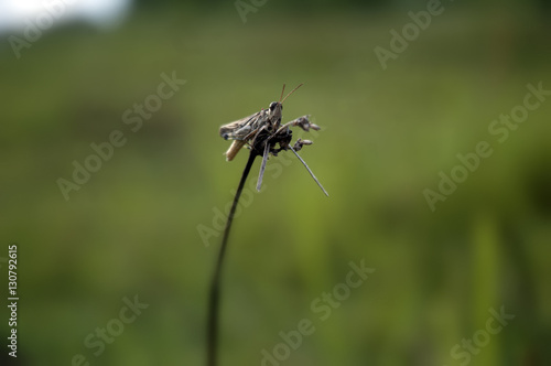 Grasshopper © Ulysses Nemeno