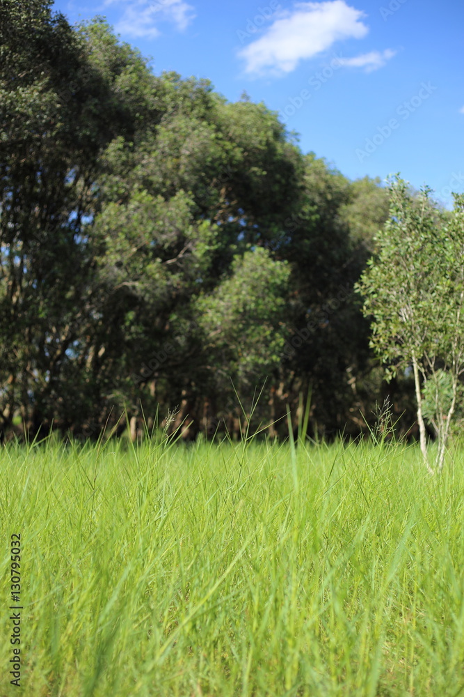 Obraz premium Grass and Melaleuca trees Wetland in Rayong Thailland
