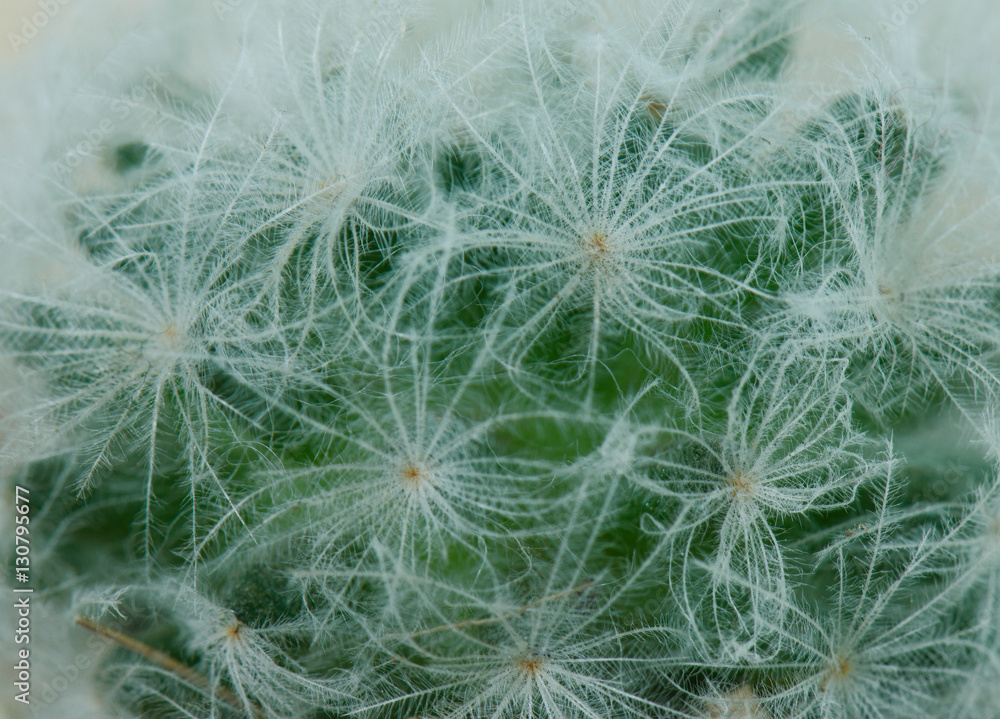 Cactus feather thorn pattern