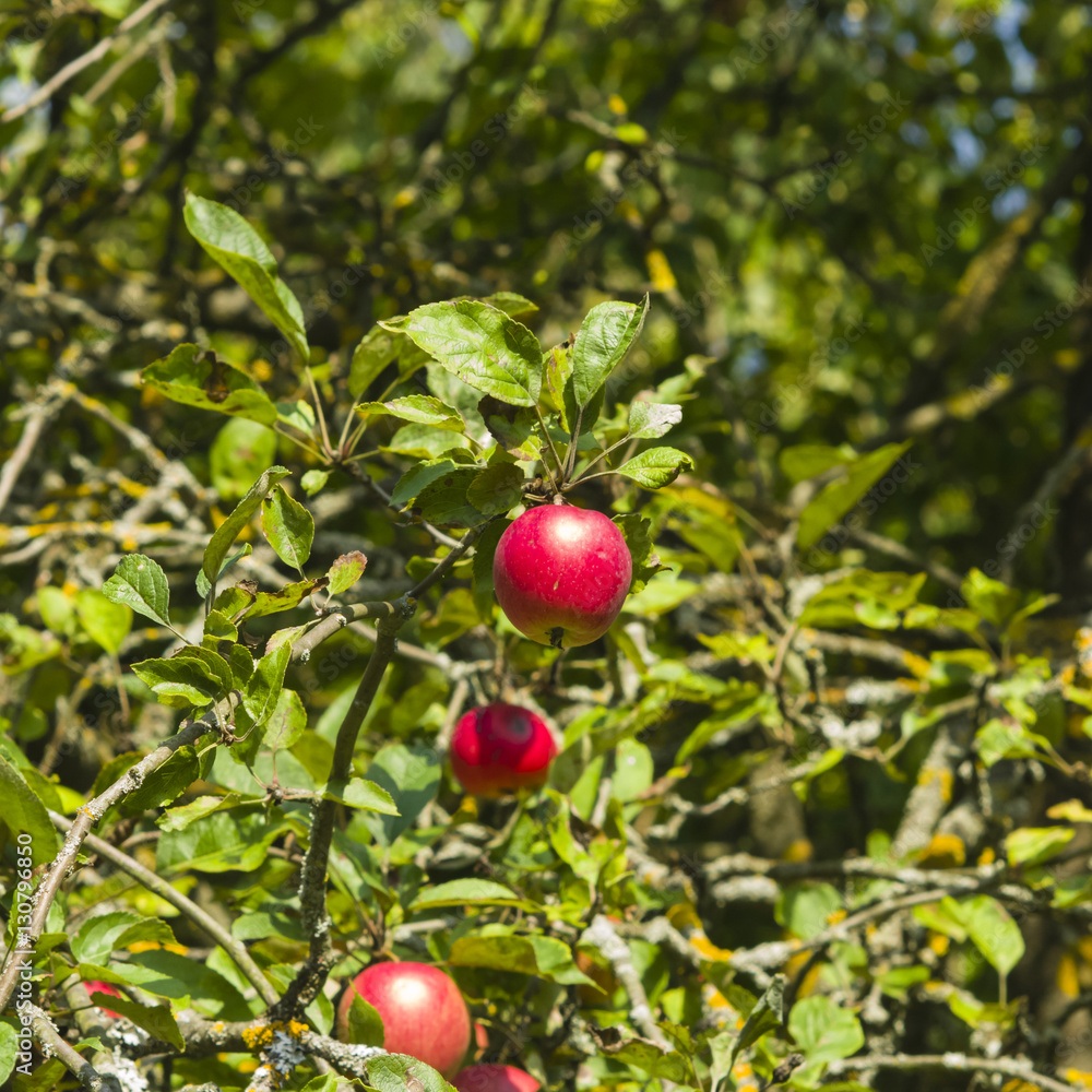Red apples riping on branch in sunlight, selective focus, shallow DOF