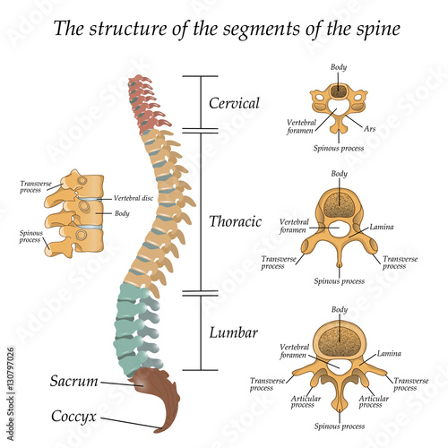 Diagram of a human spine with the name and description of all sections and segments of the vertebrae. Vector illustration. photo